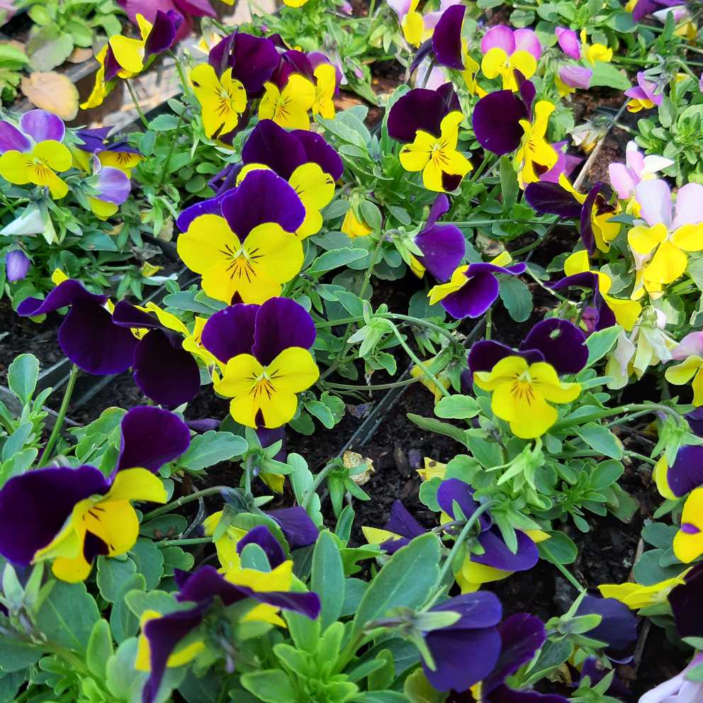 Annuals