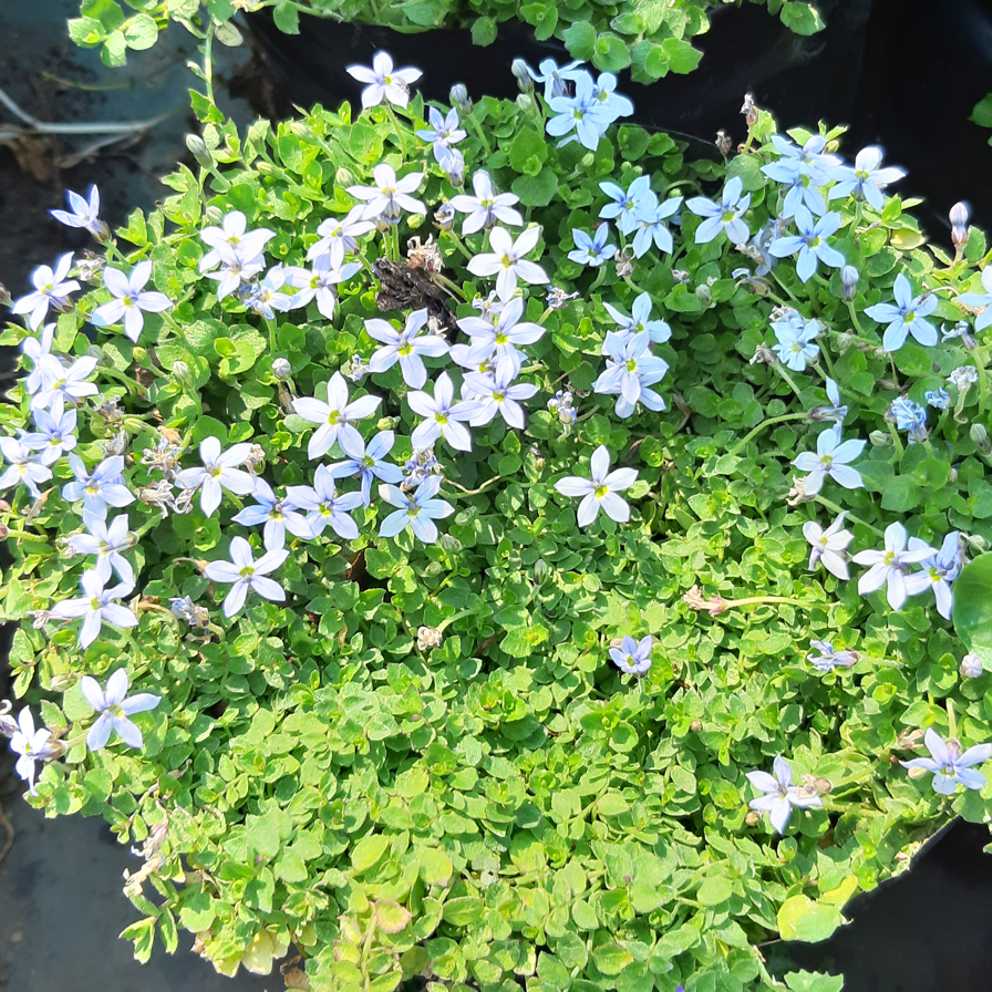 Ground Cover