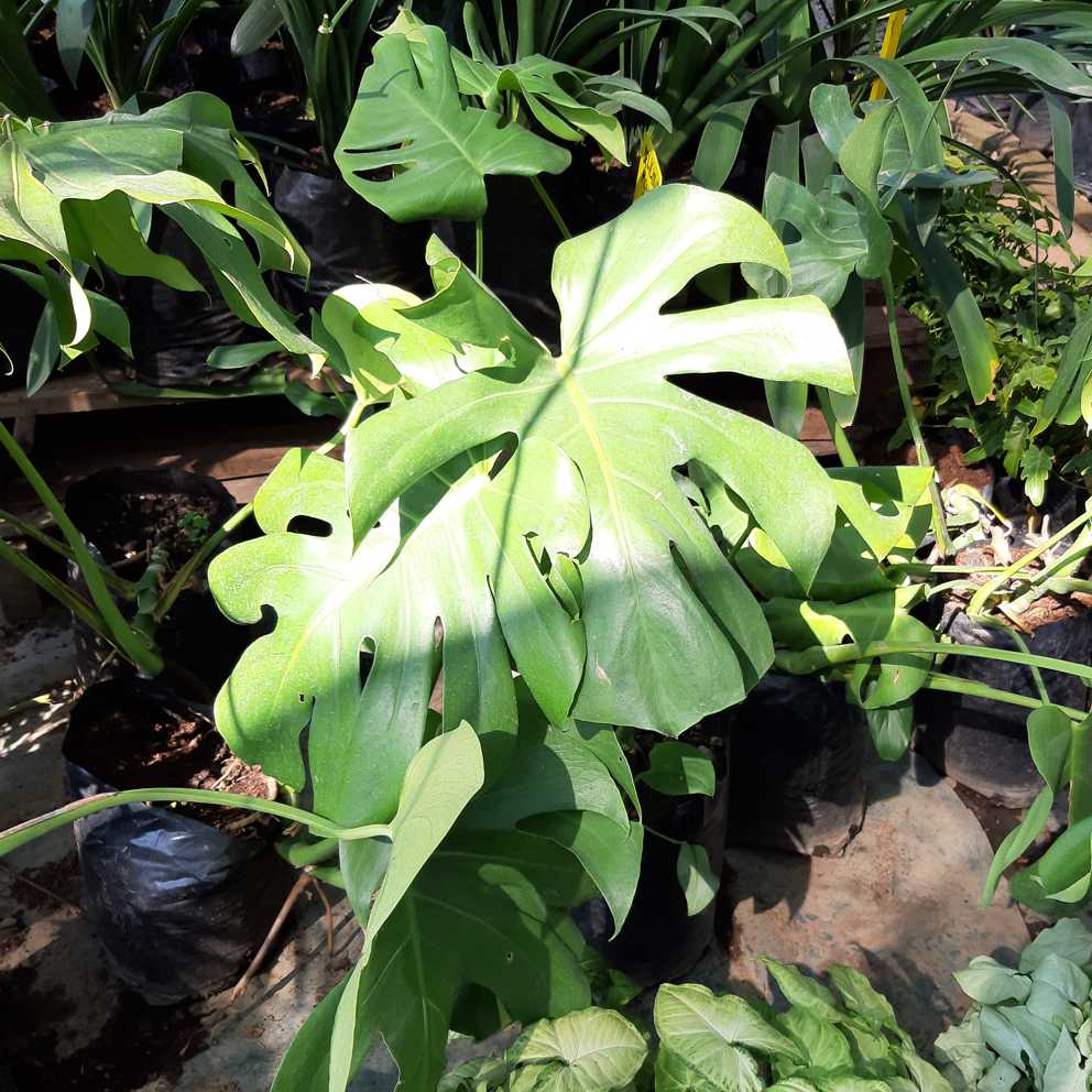 Indoor Plants