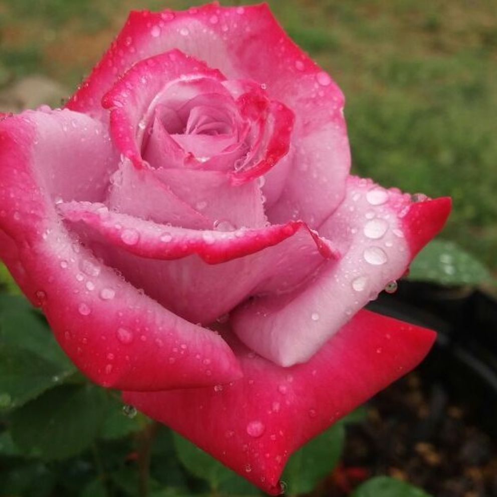 Roses