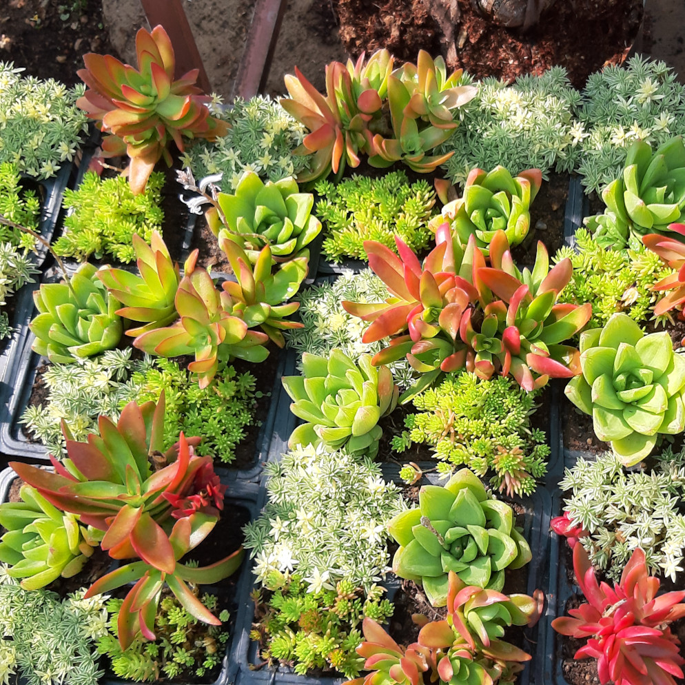 Succulent